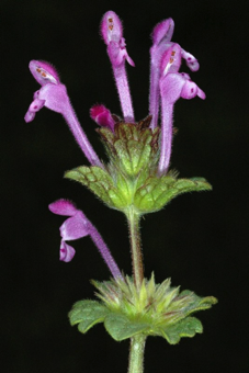 Chasmogamous flowers, compare with &ldquo;Cliestogamous&rdquo; [Lamium amplexicaule; Lamiaceae]